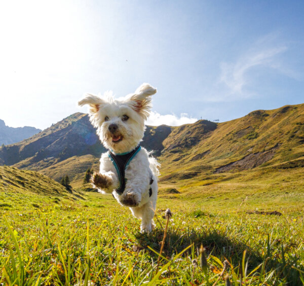 Dog running through a green field with mountains in the background