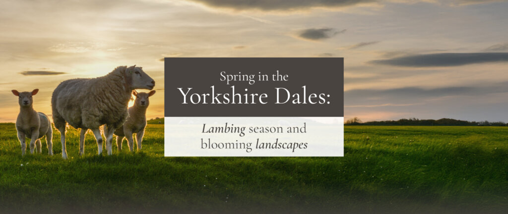 Lambing season and blooming Yorkshire Landscapes