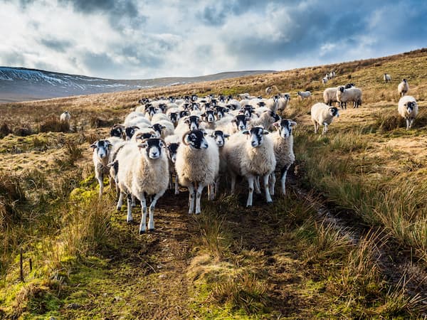 April lambing in the Dales